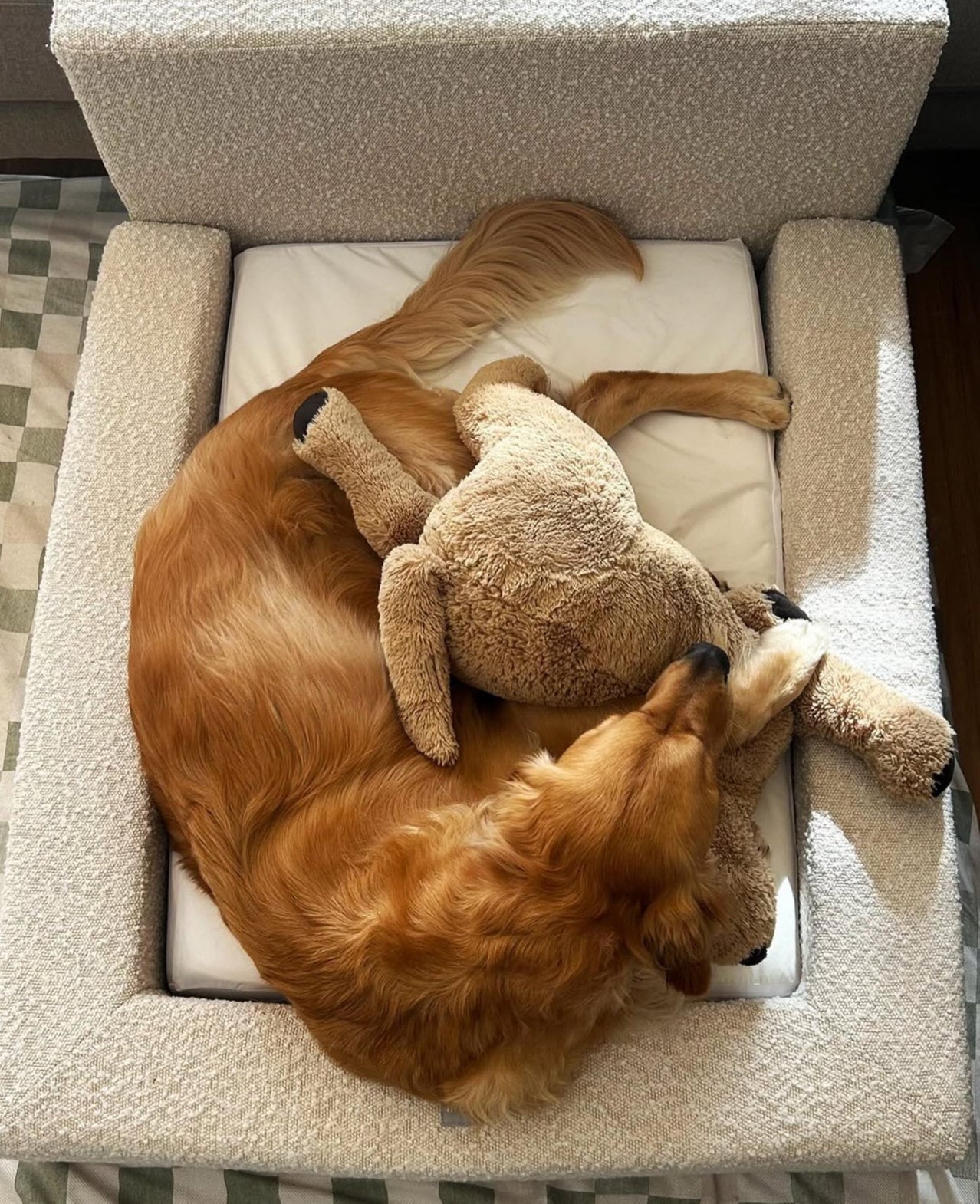 Dog lying on a cushion with a teddy bear, surrounded by a cozy home setting.